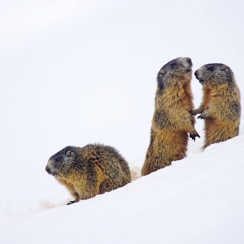 Murmeltiere im Schnee 
