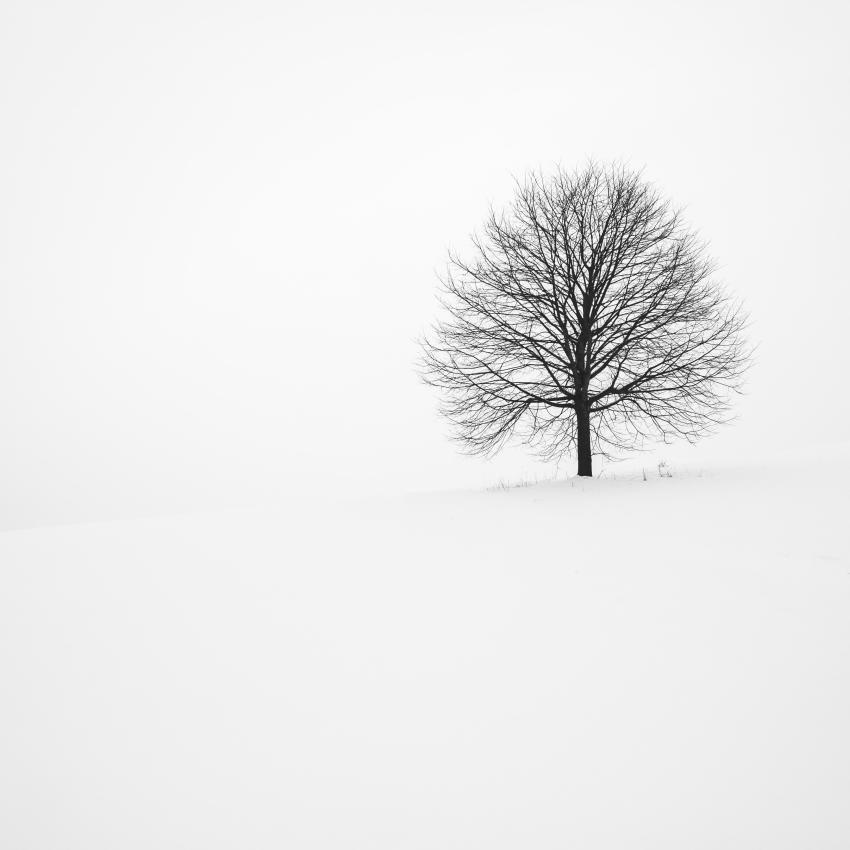 Baum Winter 